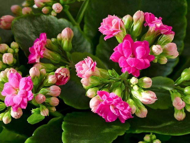 5 plantas coloridas para cultivar no jardim (Foto: Getty Images)