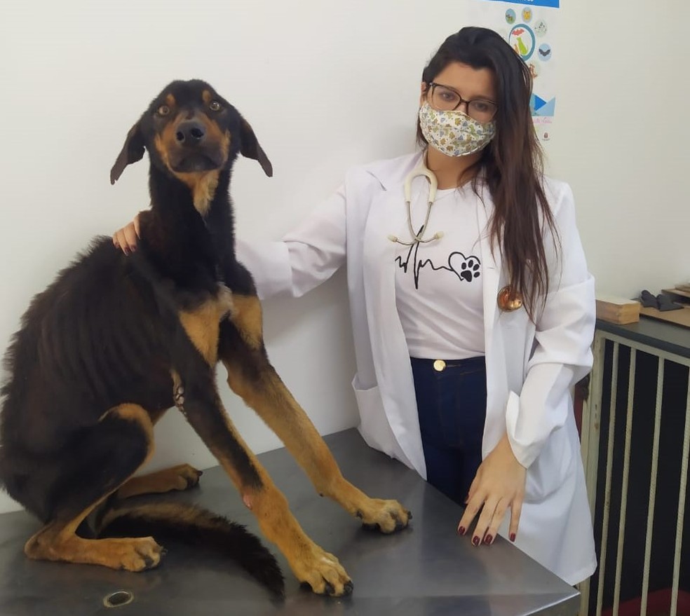 Segundo a veterinária Marielle Stephane Barbosa, do CCZ, o estado de saúde do cão macho é mais crítico — Foto: Prefeitura de Barra Bonita/Divulgação