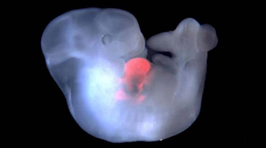 Embrião de camundongo tem células de rato no coração  (Foto: INSTITUTO SALK)