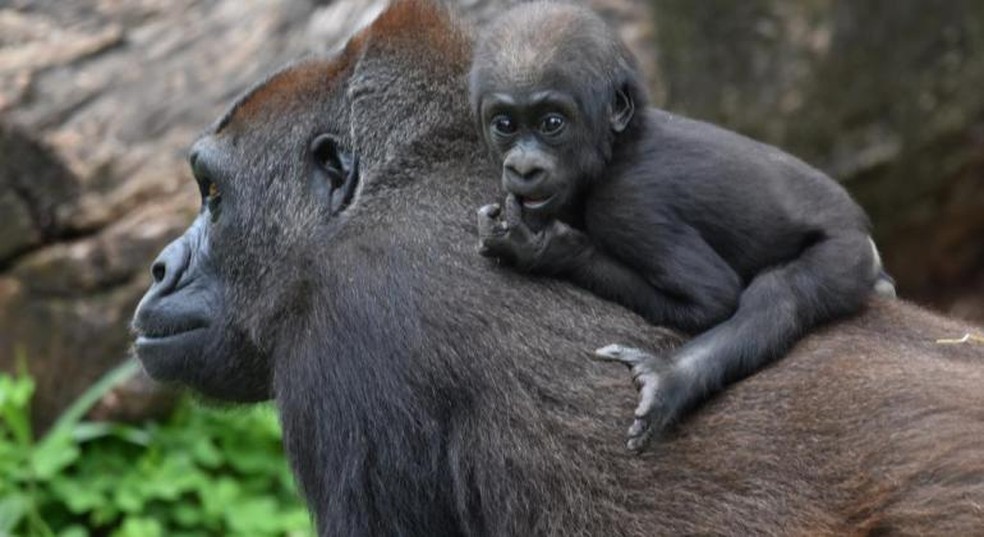 Gorilinha Anaya — Foto: Danilo da Costa 
