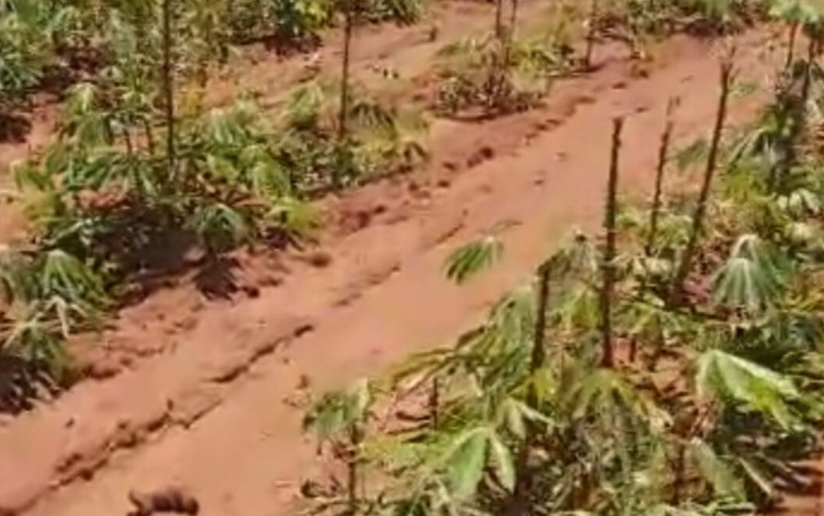 Produtor denuncia que 15 mil pés de mandioca foram prejudicados após avião pulverizar produto sobre plantação orgânica