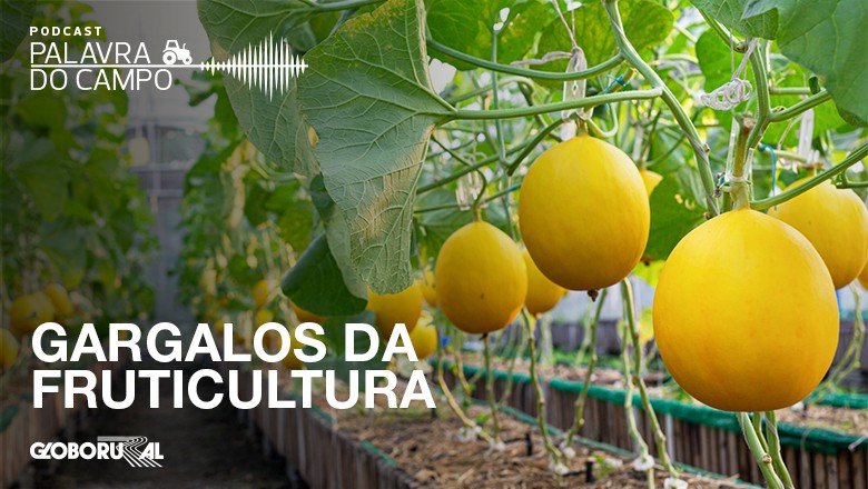 Fruticultura brasileira é destaque da edição de março da Globo Rural -  Revista Globo Rural