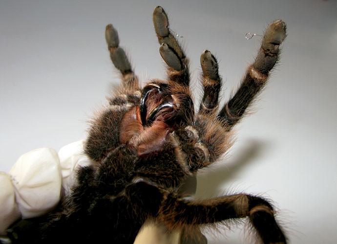 TARÂNTULA | As aranhas do zoológico de Brasília estavam perdendo os pelos por causa do stress e foram tratadas com acupuntura e medicamentos tradicionais para recuperar o equilíbrio (Foto: Divulgação)