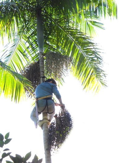 açaí-palmeira-jussara (Foto: Divulgação)