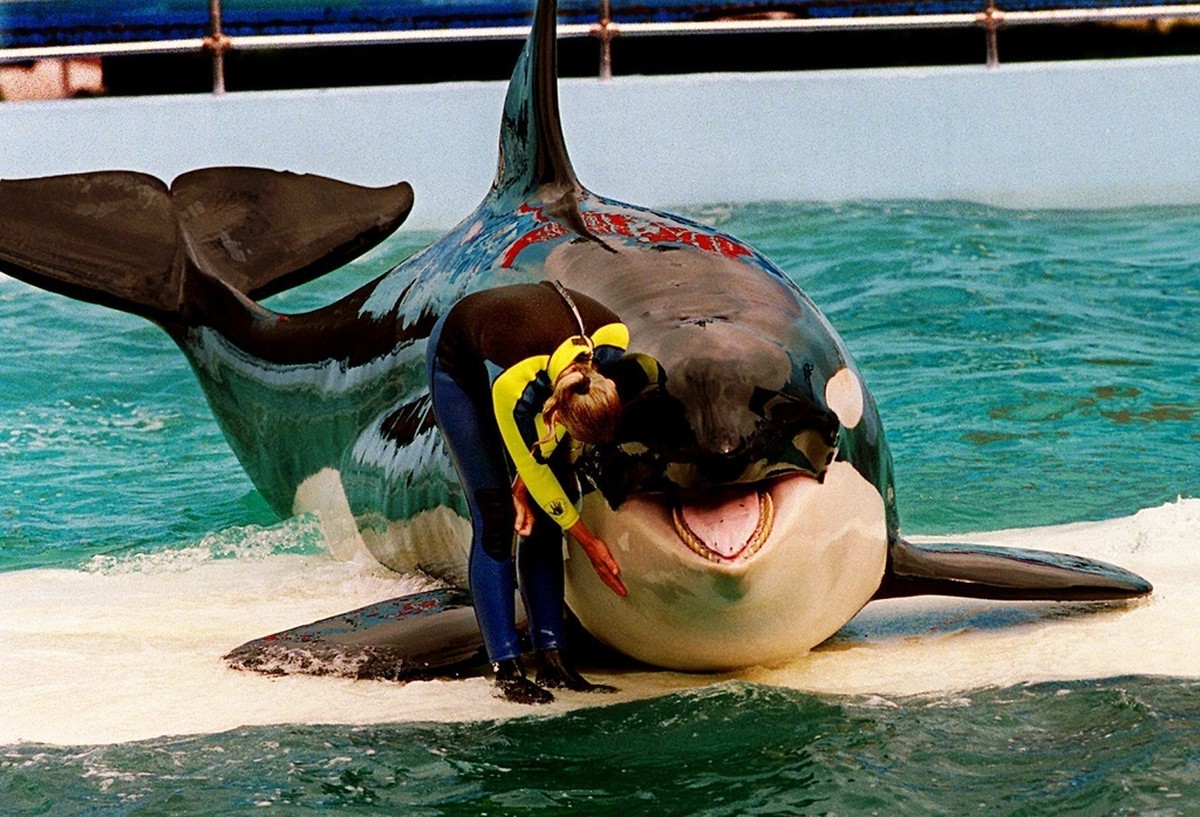 Orca retenida durante 52 años para ser liberada en EEUU |  mundo