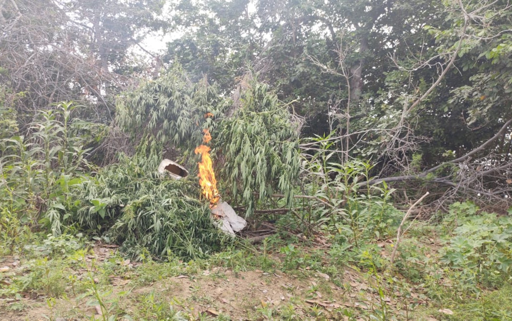 Plantação com 4,7 mil pés de maconha é destruída em ilha do Rio São Francisco, no norte da Bahia