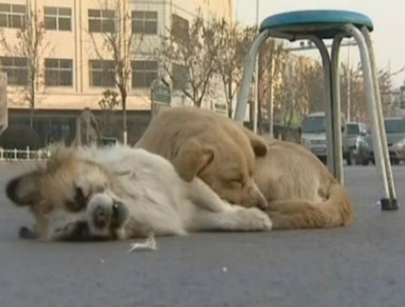 Cão comove na web ao proteger amigo atropelado em via na China (Foto: Reprodução/YouTube)