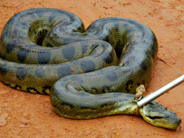 G1 - No AC, cobra colorida é encontrada em quintal e impressiona moradora -  notícias em Acre