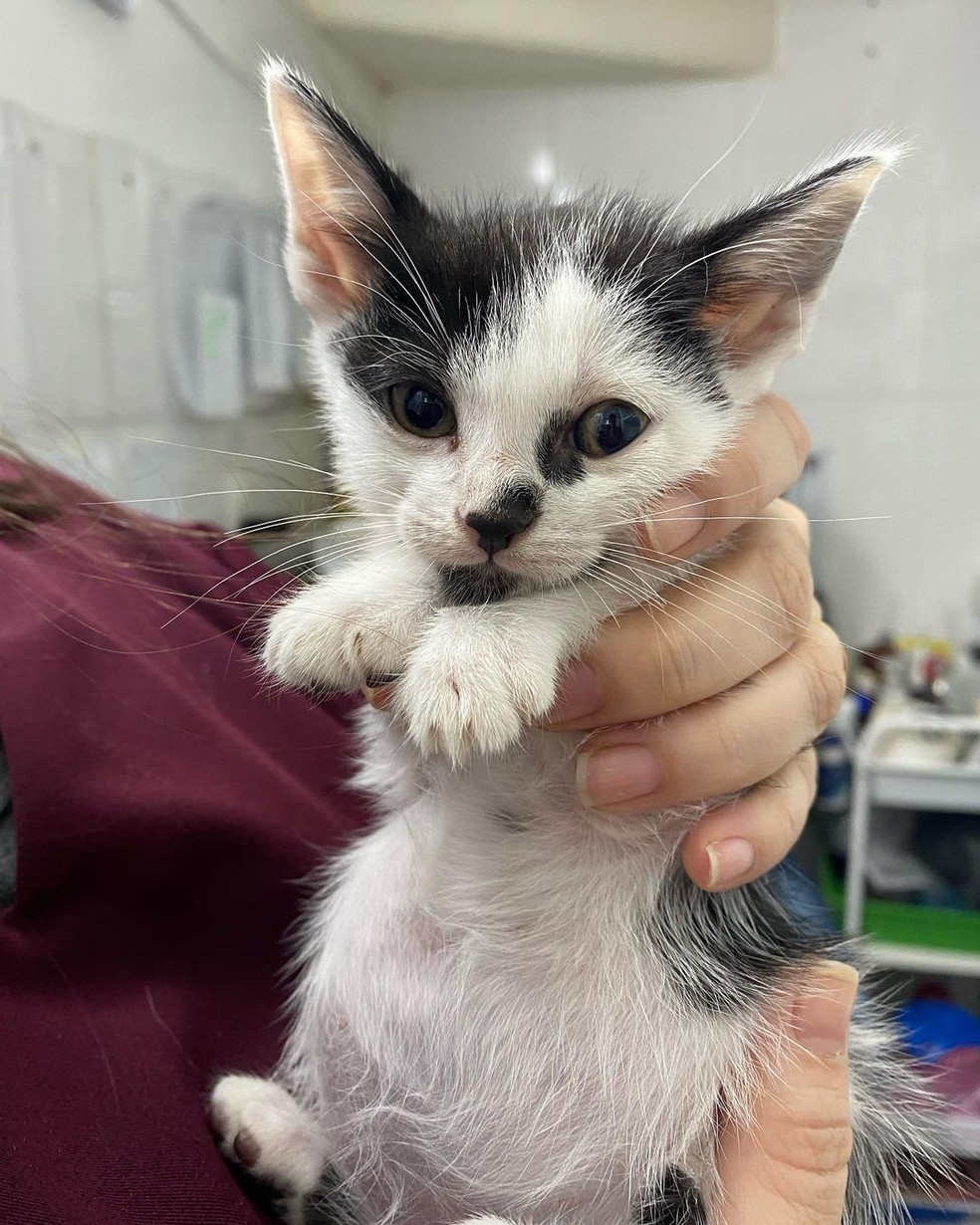 Boninho sobreviveu após passar por cirurgia de emergência depois de sentir fortes dores — Foto: Divulgação/ONG Viva Bicho