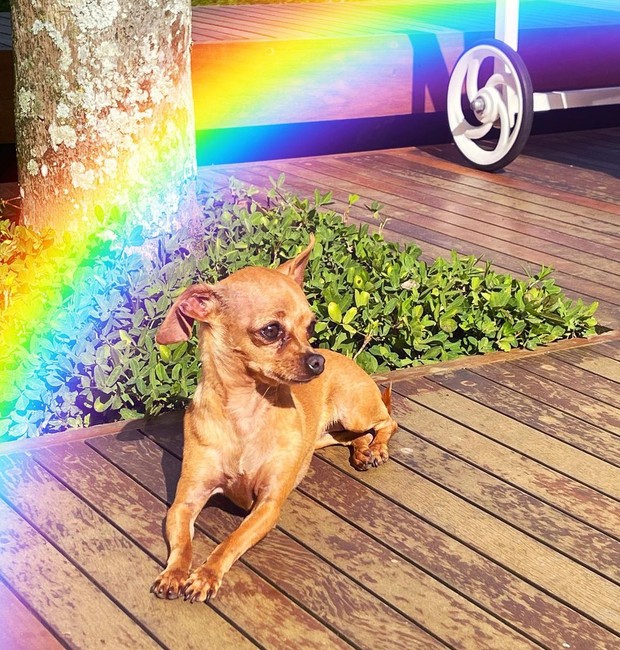 Gisele Pinschers, cachorra de Luisa Sonza (Foto: Reprodução / Instagram)