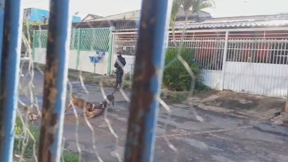 Pit bulls atacam e matam cachorro, no DF — Foto: Arquivo pessoal