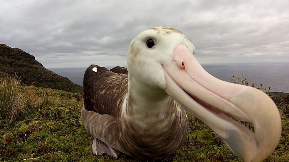 SÃ³ restam 2 mil casais de albatroz-de-tristÃ£o na ilha de Gough â€” Foto: Ben Dilley/BBC