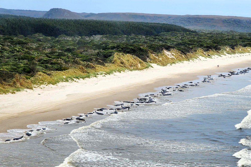 Dezenas de baleias são vistas encalhadas em uma praia da Tasmânia — Foto: HANDOUT / AFP / Department of Natural Resources and Environment Tasmania