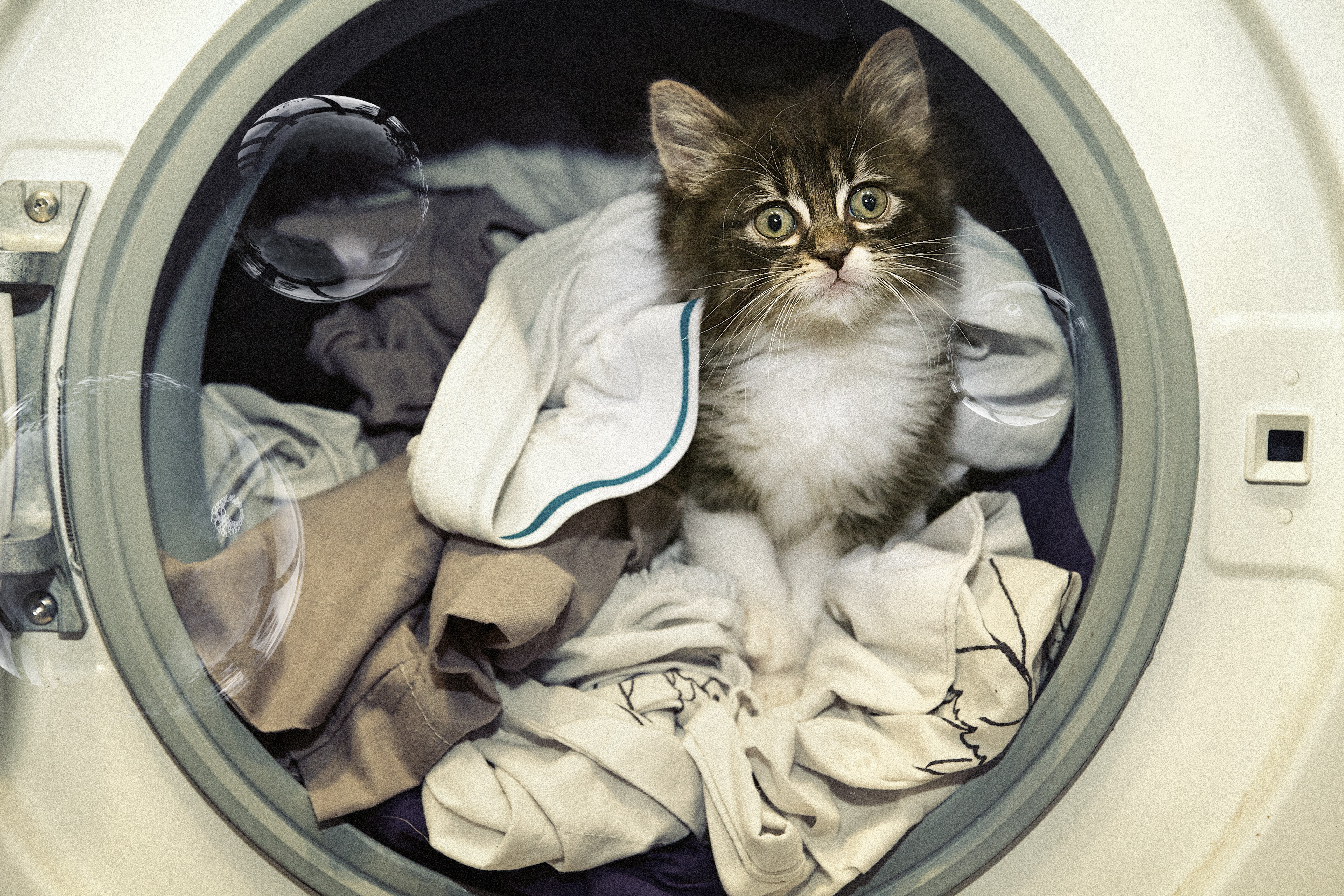 Gato sobrevive depois de ficar preso por 12 minutos em máquina de lavar ligada e com água quente (Foto: Getty Images)