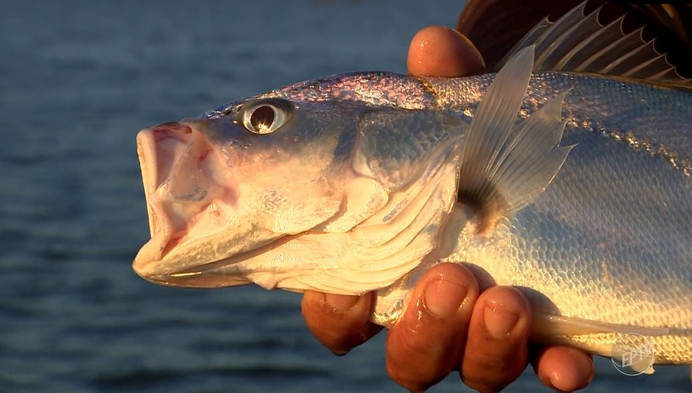 A pesca da corvina é liberada no Sudeste mesmo durante a piracema. — Foto: Terra da Gente