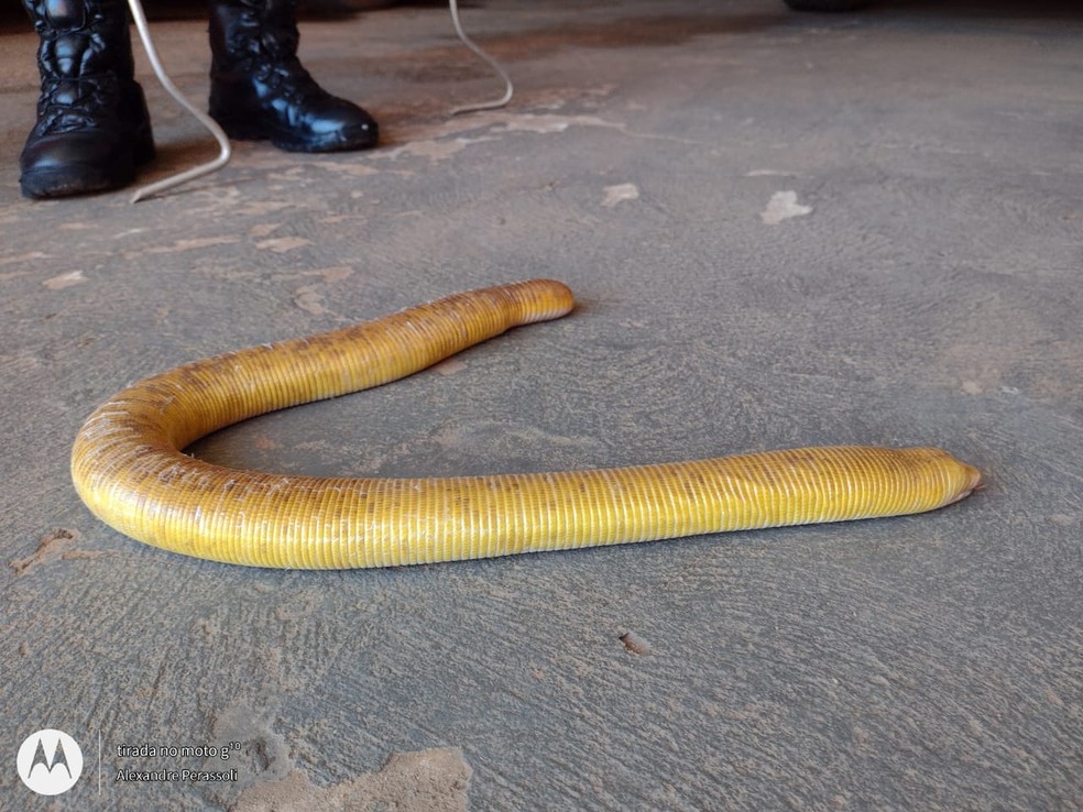 Dona de casa encontrou uma cobra-cega de quase 1 metro de comprimento dentro da residência dela, nesta quinta-feira (15), em Sorriso (MT) — Foto: Corpo de Bombeiros de Mato Grosso