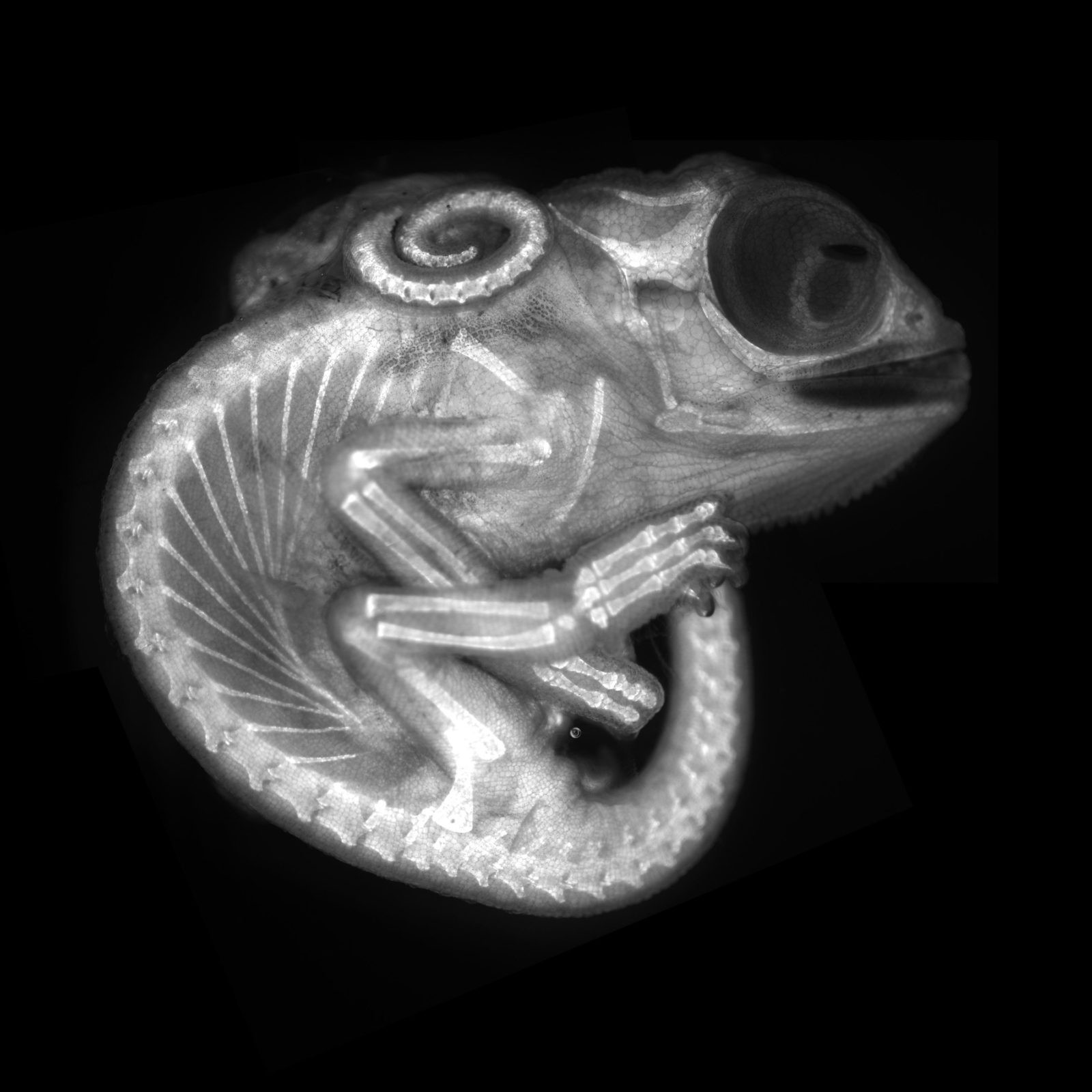 8 lugar: embrião de camaleão (Foto: Allan Carrillo-Baltodano et al./2020 Photomicrography Competition)