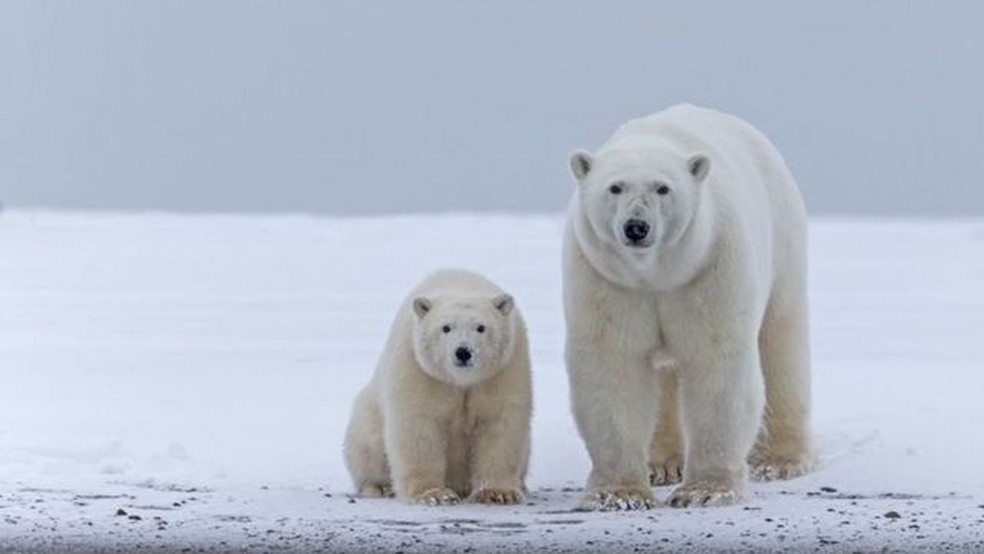 Cientistas canadenses descobriram que o tamanho do urso polar diminuiu - e eles também estão tendo menos filhotes — Foto: Getty Images via BBC