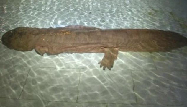 salamandra gigante (Foto: REPRODUÇÃO / DAILY MAIL )
