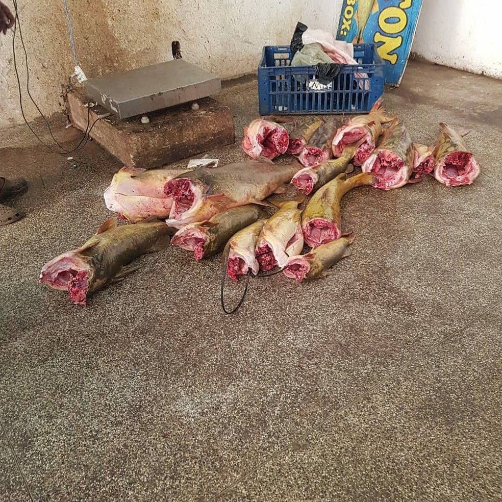 Carga de 118 kg de pescado ilegal foi apreendida nesse domingo (1º) durante fiscalização no Mercado do Porto, em Cuiabá — Foto: Batalhão de Polícia Militar de Proteção Ambiental/Divulgação