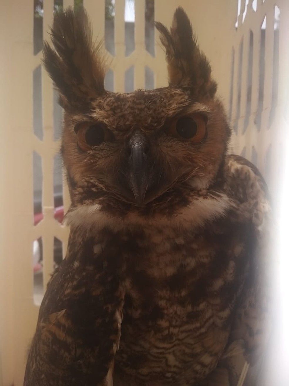  O animal estava preso em uma cerca de arame farpado no distrito de Cabo Frio, no RJ  â Foto: Prefeitura de Cabo Frio/ DivulgaÃ§Ã£o 