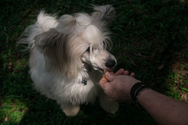 Aprenda a fazer petisco natural para seu pet (Foto: divulgação e Thinkstock)