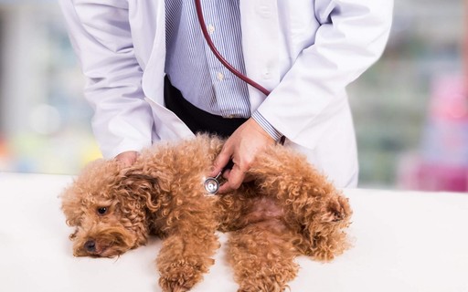 Doença misteriosa em cães na Inglaterra é causada por coronavírus canino -  Revista Galileu | Biologia
