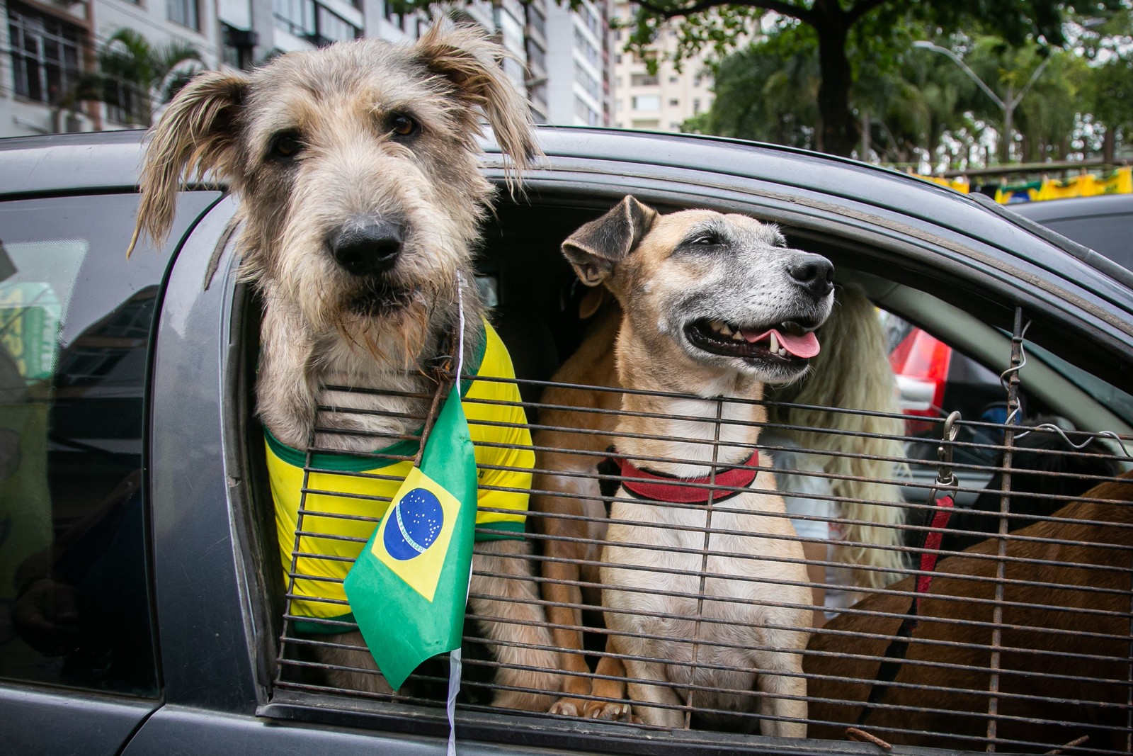 Protetora dos animais participa de ato em Niterói com cães vestidos com camisa do Brasil durante o 7 de Setembro — Foto: Rebecca Maria