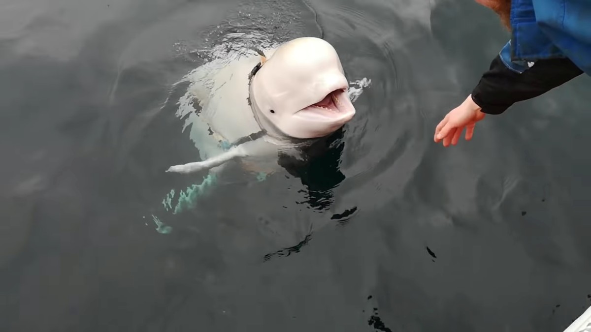 Beluga encontrada na Noruega reforça tese de que seria treinada ao devolver celular que caiu no mar | Natureza | G1