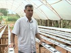 Além da seca, calor causa perdas na produção de hortaliças de SP