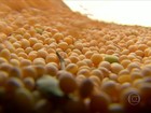 Em MT, agricultores planejam investir menos na soja convencional
