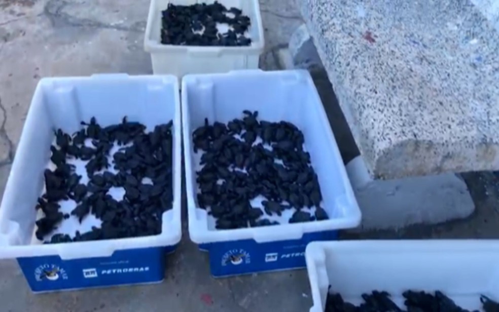 Filhotes são levados para soltura  — Foto: ICMBio/SE