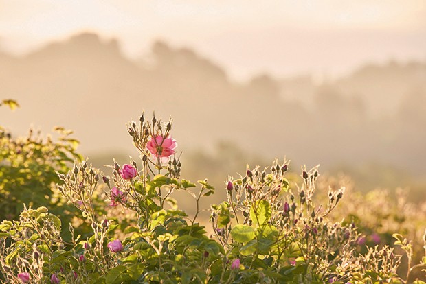 Os arbustos de rosa nos campos de Grasse (Foto: Divulgação)