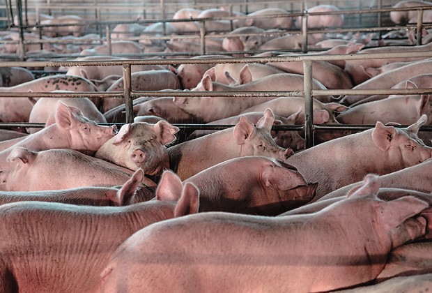 Criadores dos Estados Unidos abatem 7 milhões de suínos em decorrência do fechamento de frigoríficos (Foto: Gettyimages)
