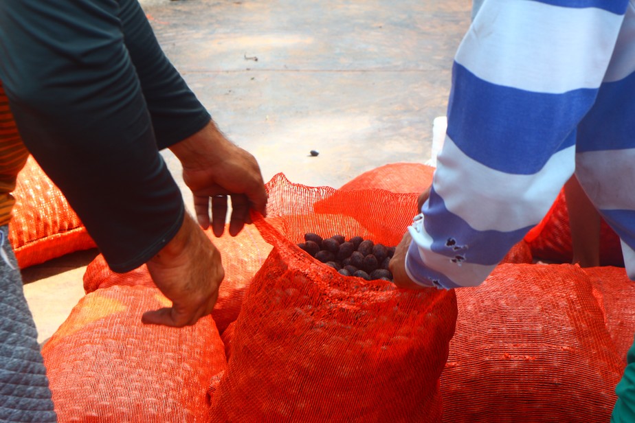 Entrega de sacas de frutos de patuá, utilizado como matéria-prima em produtos da linha Ekos, da Natura, na reserva extrativista Médio Juruá, no Amazonas