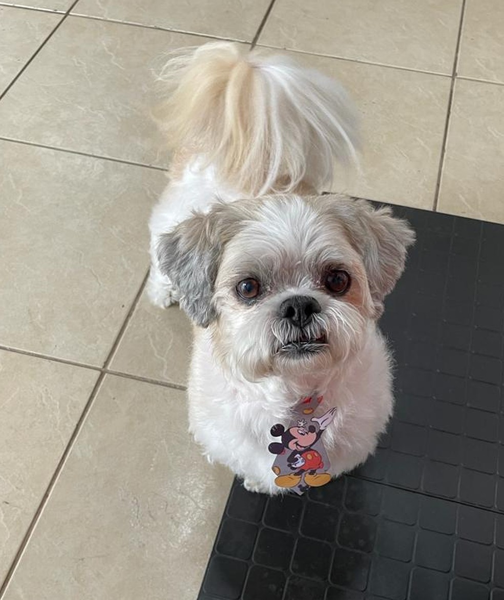 O piso escolhido também influência na saúde do animalzinho — Foto: Arquivo pessoal/Tiago Sócrates