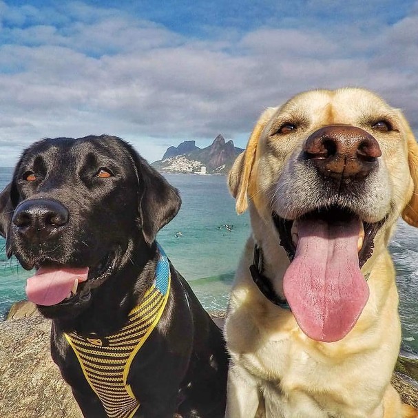 @caopanheirolabra (Foto: Instagram/Reprodução) @caopanheirolabra (Foto: Instagram/Reprodução)