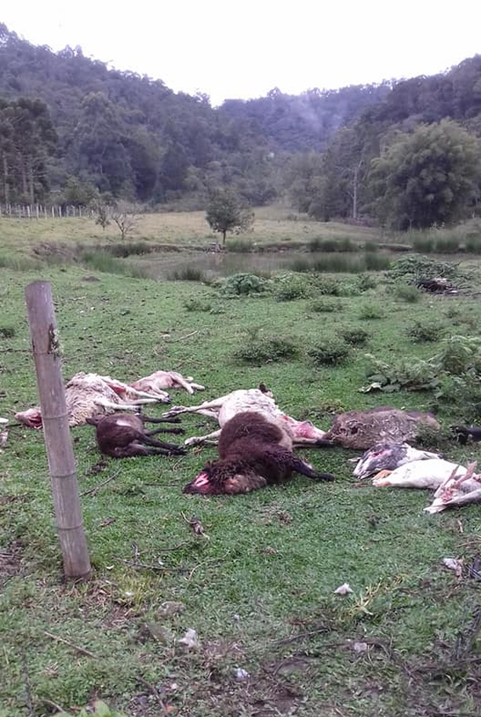 Animais foram mortos durante a madrugada, no interior de SP. — Foto: Reprodução/Facebook