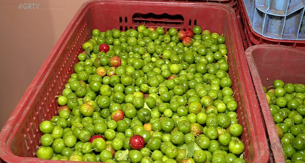 Produtores do Vale do São Francisco estão pessimistas para venda da acerola. — Foto: Reprodução/ TV Grande Rio