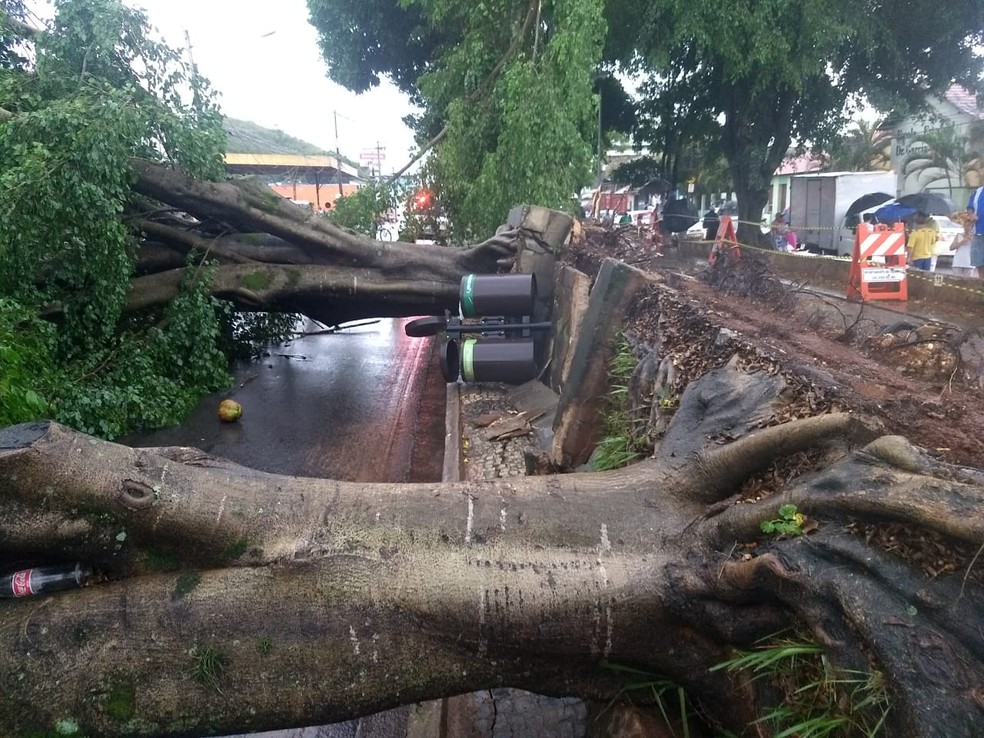 Troncos caíram pela Avenida Leite de Castro em São João del Rei — Foto: Bombeiros/Divulgação