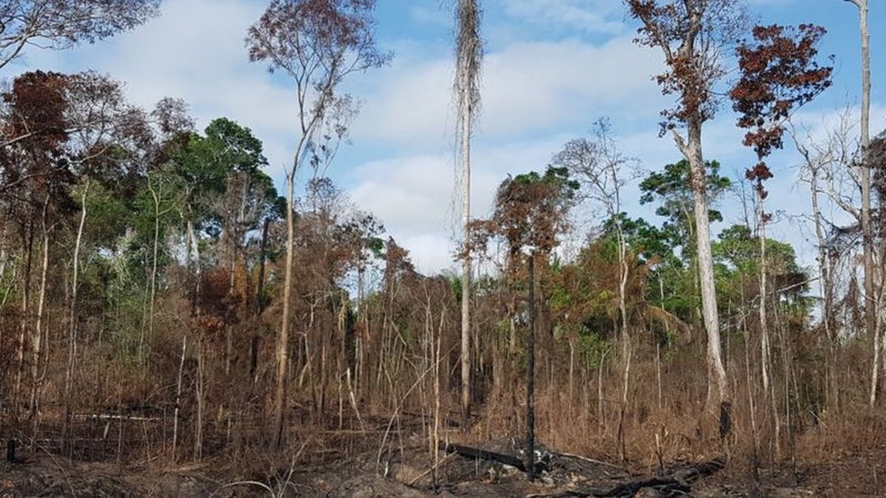 Floresta afetada pela seca e fogos na região de Santarém durante o El Niño em 2015 — Foto: Erika Berenguer/Divulgação
