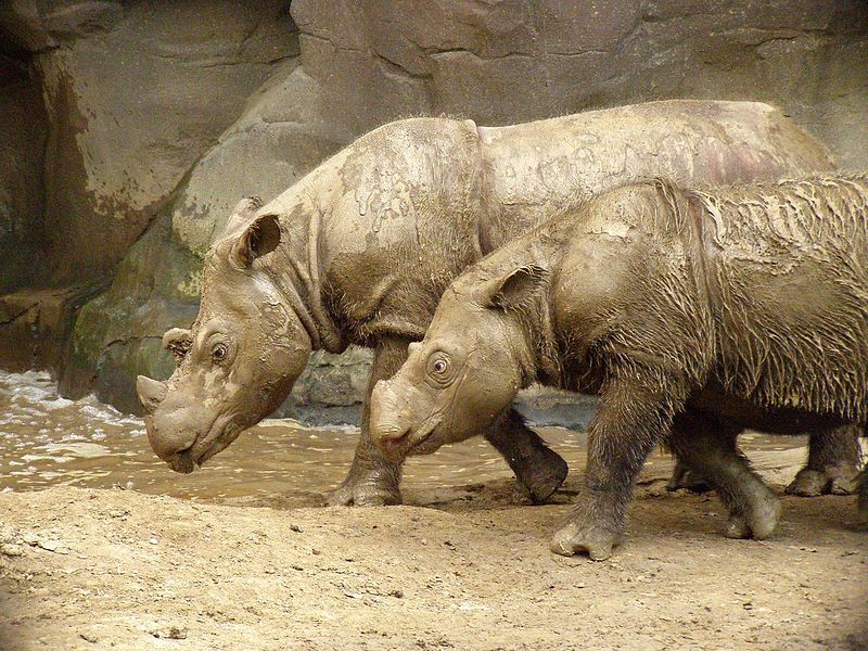 Exemplos de rinoceronte-de-sumatra da Malásia  (Foto: Wikimedia Commons)