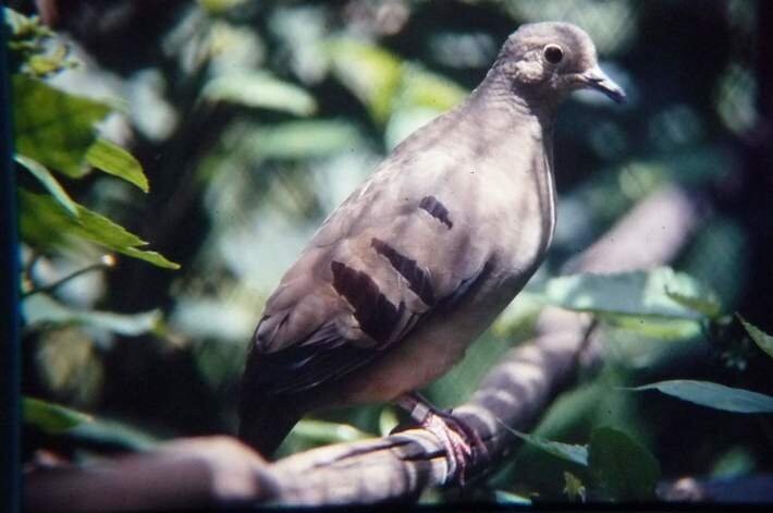 Alguns remanescentes da espécie de pomba Paraclaravis geoffroyi ainda podem existir, segundo pesquisa (Foto: Carlos Keller)