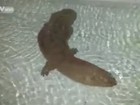 Vídeo de salamandra gigante de 200 anos faz sucesso na web