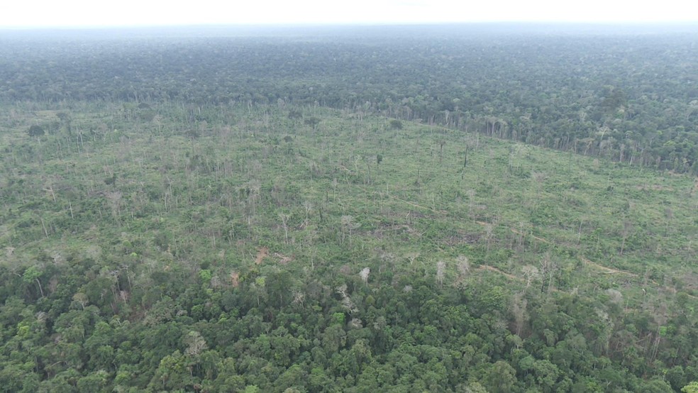 Ãreas de desmatamento foram descobertas por imagens de satÃ©lites (Foto: ReproduÃ§Ã£o/Rede AmazÃ´nica)