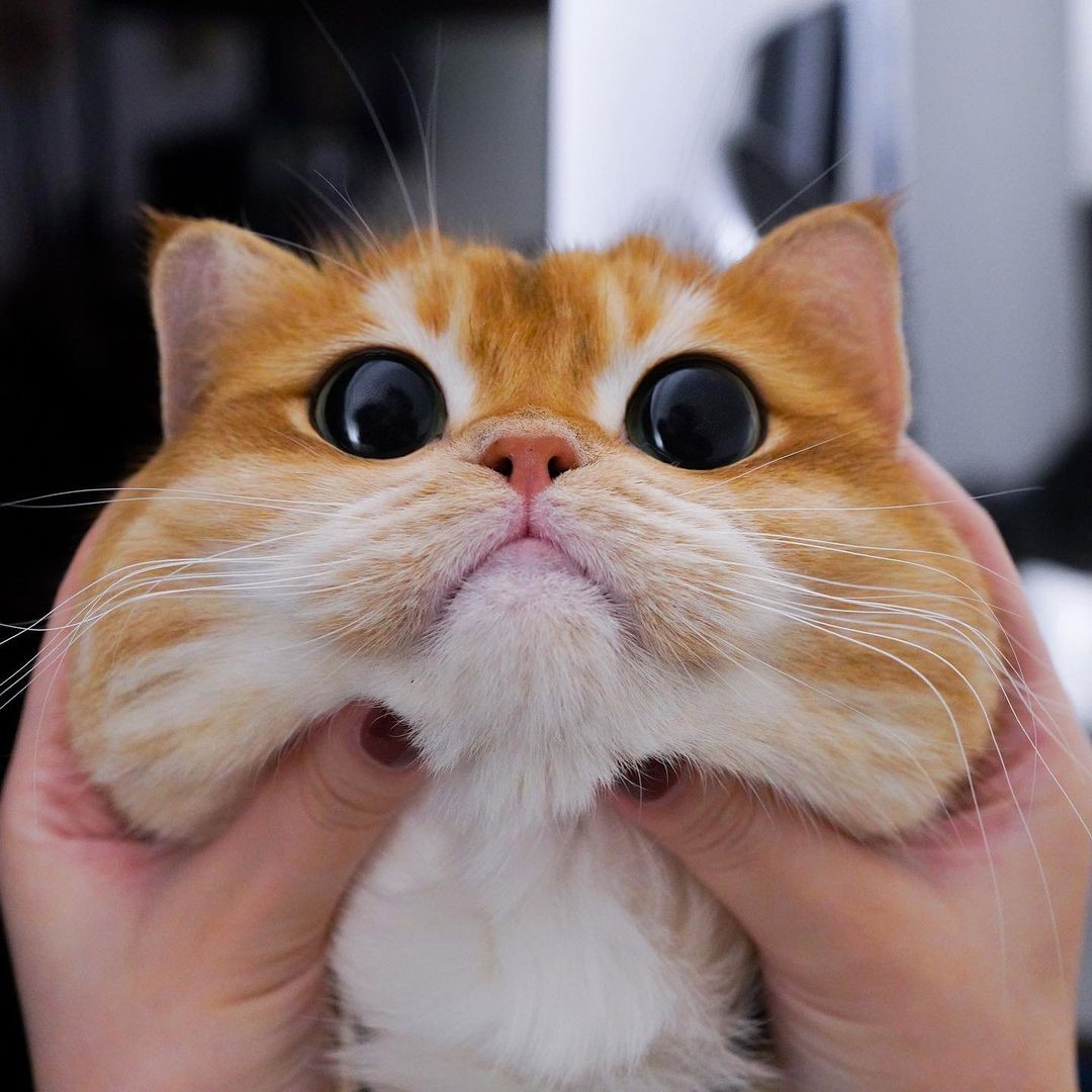 Gato de estimação que parece com Gato de Botas vira estrela na internet  (Foto: Reprodução / Instagram)