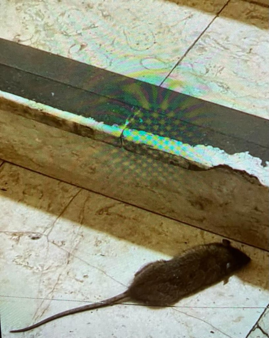 Rato circula pela Câmara do Rio