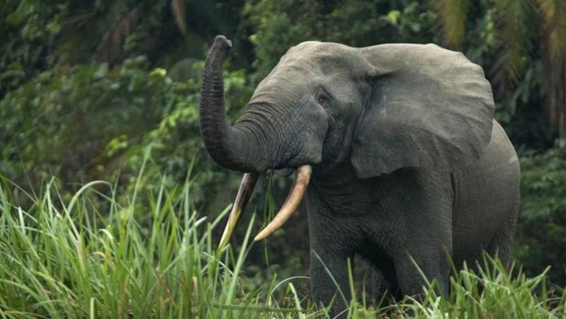 Os elefantes-africanos são responsáveis por contribuições milionárias para a captura de carbono (Foto: Getty Images via BBC)