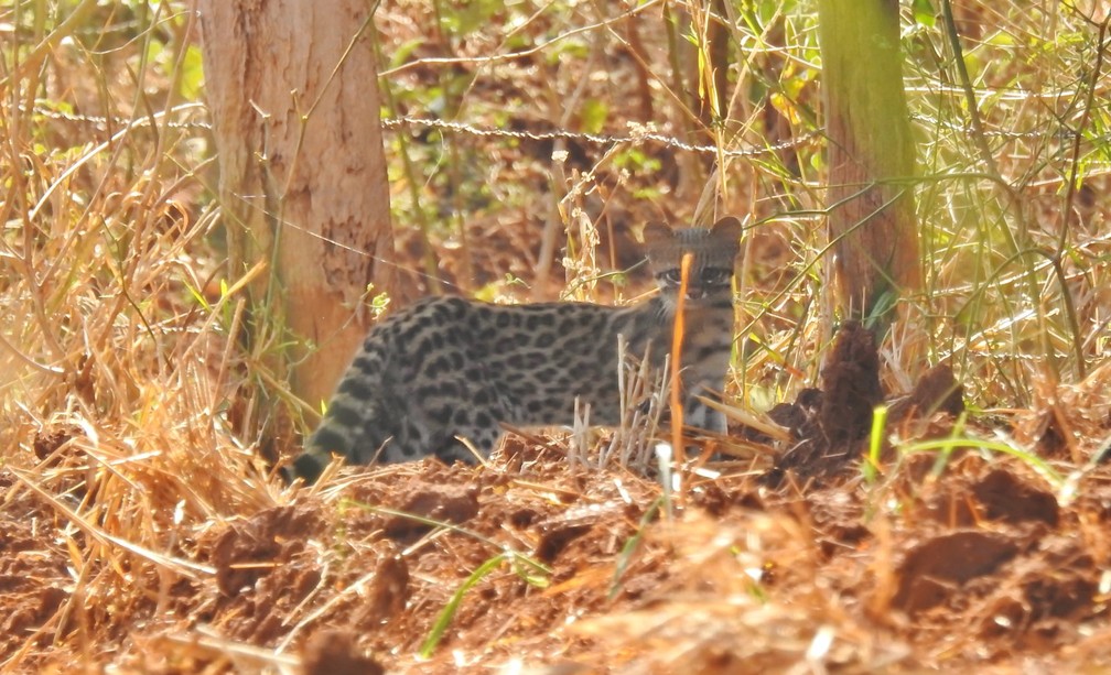 Gato-do-mato é flagrado em área rural de Araraquara — Foto: Divulgação/Daae Araraquara