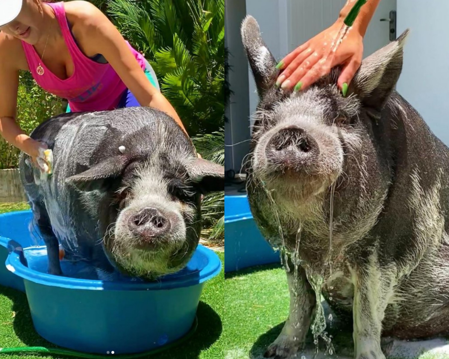 Francisco toma banho a cada 15 dias e de 6 em 6 meses faz casqueamento nas patas (Foto: Instagram / @franciscopig / Reprodução)